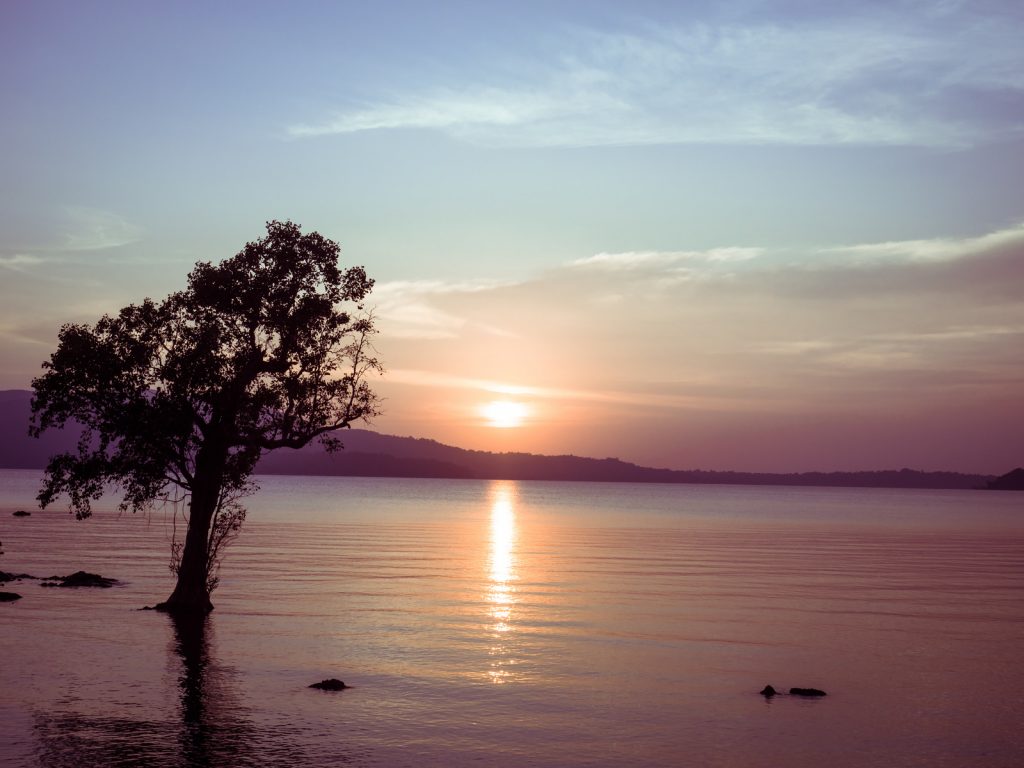 Tree-on-Body-of-Water-during-Sunset